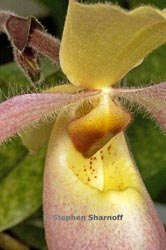 paphiopedilum hybrid thumbnail graphic